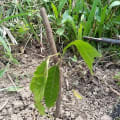 Cacao