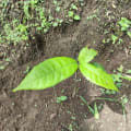 Cacao