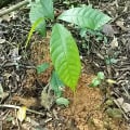 Cacao Cleo