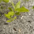 Mangrove Noire