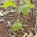 Tamarillo