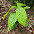 Cacao
