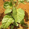 Tamarillo