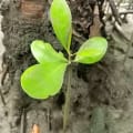 Mangrovia Bianca