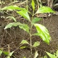 Olivo africano