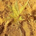 Grevillea