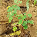 Moringa