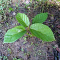 Roxburgh fig