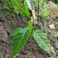 Caoba