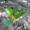 Rote Mangrove