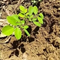 Moringa
