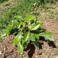 Pino d’arabica