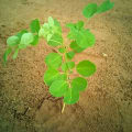Moringa