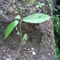 Cacao