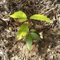 Cacao