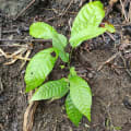Cacao