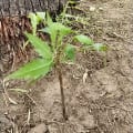 Neem