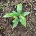 Cacao