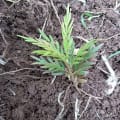 Grevillea