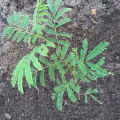 Acacia Polycantha