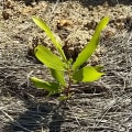 Acacia Mangium