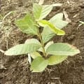 Guava