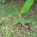 Banane