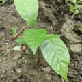 Cacao