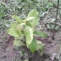 Cacao