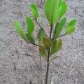 Mangrovia Gialla