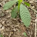 Cacao