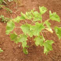 Barbados Nut