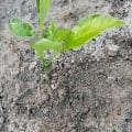Baobab