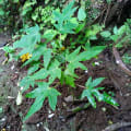 Papaya