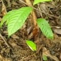 Cacao