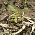 Grevillea