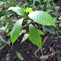 Cacaotier
