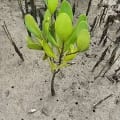 Mangrove Blanche