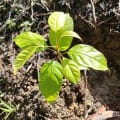 Caoba