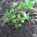 Moringa