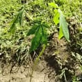 Papaya