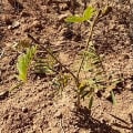 Tefrosia