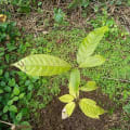 Cacao
