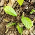 Cacao