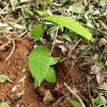 Cacao