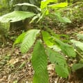 Cacao