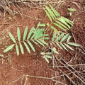 Tephrosia