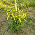 Pesco