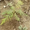 Grevillea