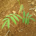 Tephrosia